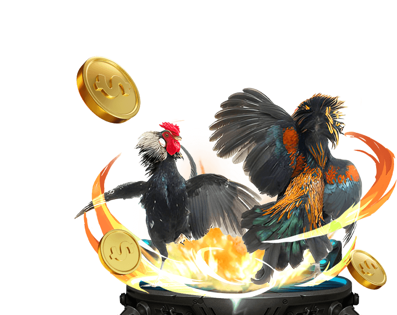 Hình ảnh một trận đá gà cựa sắt Thomo tại trường gà Campuchia, với không khí sôi động và quyết liệt.