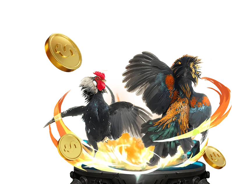 Hình ảnh một trận đá gà cựa sắt Thomo tại trường gà Campuchia, với không khí sôi động và quyết liệt.